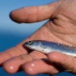 El calor acelera la migración del salmón de Alaska.. hacia el océano