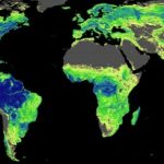 Hay chance de sembrar 900 millones de hectáreas de bosques