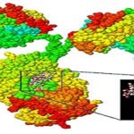 Crean un Atlas.. con todos los azúcares del cuerpo humano