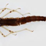 Arman un atlas con variedad.. de insectos acuáticos