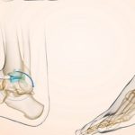 Descubren error sobre la anatomía del tobillo.. que prevaleció 70 años