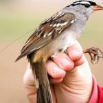 Pájaros cantores.. afectados por ingerir plaguicidas