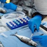 Encuentran tres nuevos virus.. en salmones del Pacífico