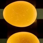 Huevos refrigerados..mantienen su calidad.. durante 15 semanas
