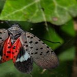 Primer genoma.. de una mosca que ataca las frutas