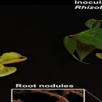 Descubren nuevo antibiótico.. en planta de fríjol silvestre