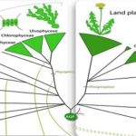 Existen más de 1 millón de nombres.. para 300 mil especies de plantas