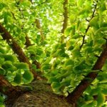 Logran la síntesis..de compuestos del árbol de Ginkgo biloba