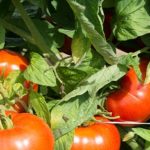 Encuentran vacuna ..para proteger las plantas de ciertas plagas