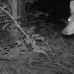 Coyotes gringos.. listos para dar el salto a Suramérica