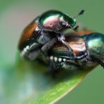 Cuando los colores de la naturaleza.. son mucho más que pigmentos