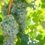 U. de California..lanza 5 nuevas variedades de uva
