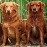 Encuentran clave.. sobre el color de algunas razas de perros