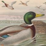 Libre acceso a 150.000 ilustraciones..de fauna y flora