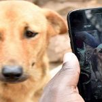 Aplican reconocimiento facial.. a los perros vacunados contra la rabia