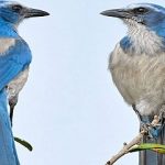 Ante el confinamiento.. los pájaros pueden ser una buena compañía