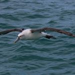 Cuadrillas de albatros.. ayudan a perseguir barcos piratas