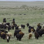 La ganadería pone al borde de la sequía.. al Oeste estadounidense