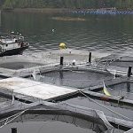 Producir 1 Kg. de salmón..requiere 5 kgs. de otros pescados