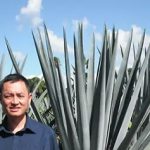 El agave.. una buena alternativa para producir etanol