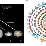 Completan genoma de 5 variedades de algodón