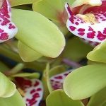 Las flores.. cómo crean sus colores?