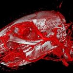 Inventan producto que revela imágenes médicas.. con alta precisión