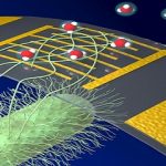 Una bacteria, sirve para activar un sensor.. que detecta el amoníaco