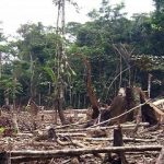 5 países de A. Latina... con las más altas tasas de deforestación mundial