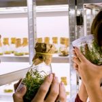 Premio mundial por crear algodón.. en un laboratorio