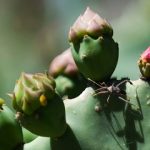 Estudian las espinas..en 200 especies de plantas y animales
