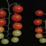 Un solo gen duplicado.. aumenta el tamaño del tomate en un 30%