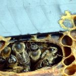 Colmenas.. son un buen medidor de la contaminación urbana