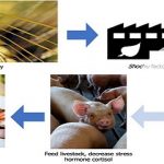 Residuos de destilerías.. mejoran sabor de la carne de cerdo