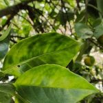 Logran tratamiento contra..enfermedad de los cítricos