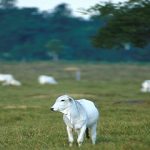 Carne, soya y aceite de palma.. impulsan la deforestación, en Suramérica
