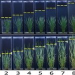 Identifican genes claves..para el crecimiento del arroz