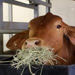 Alimentado con algas.. el ganado reduce sus emisiones de metano