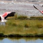 Censo de flamencos.. en Suramérica: Conferencia
