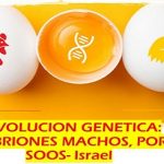 Premian novedosa técnica de reproducción .. en el campo avícola