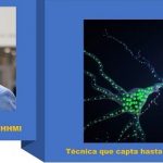 Novedosa técnica .. que capta señales simultáneas de las células.. en tiempo real