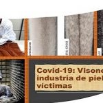 Covid-19 : Obliga al sacrificio de 17 millones de visones.. en Dinamarca