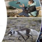 Banco de datos y satélite.. soportan el rastreo de animales por todo el planeta