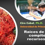 Las plantas especializan sus raíces .. al competir con sus vecinos