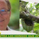 Encuentran clave..para resistir a enfermedad del cacao