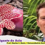 La flor gigante.. que carece de tallo, raíz y hojas propias