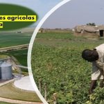 En EE.UU solicitan visas para 5 mil trabajadores agrícolas.. de Suráfrica