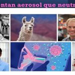 Covid-19: En la sangre de la alpaca .. encuentran arma contra el Coronavirus