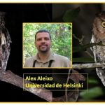 Identifican 2 nuevas especies de búhos.. en Brasil