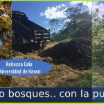 Con residuos de pulpa del café..regeneran tierras degradadas